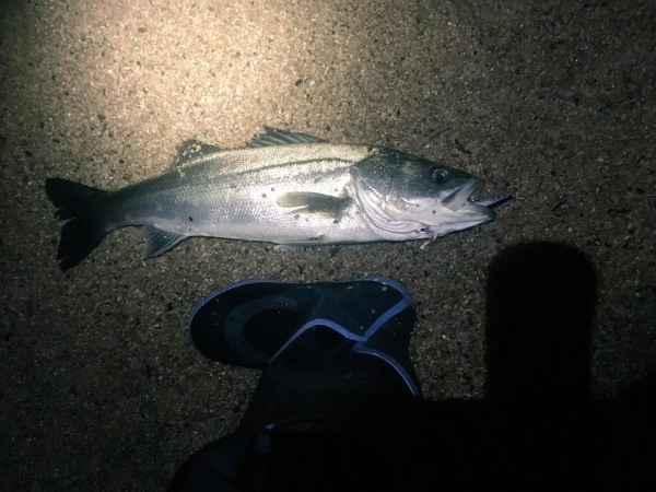 シーバス、アジ