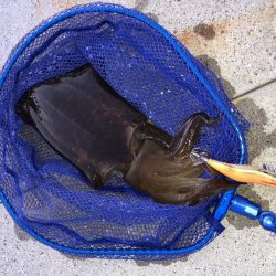 今年初！春アオリ！