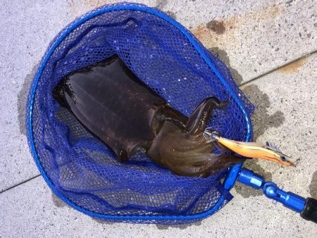 今年初！春アオリ！