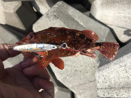 久しぶりのロックシャア