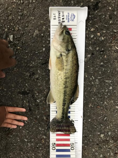 バス釣り40アップ2本