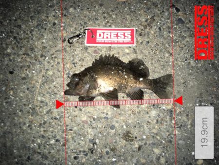 むずかしかったです