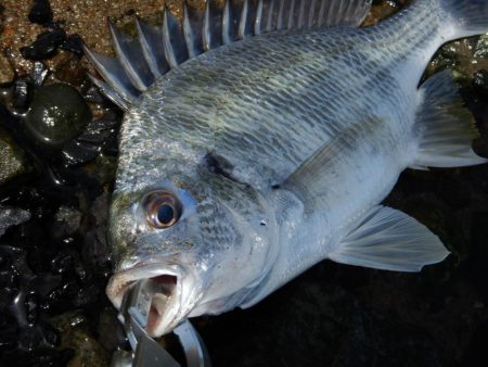 ちょいと渋いかな