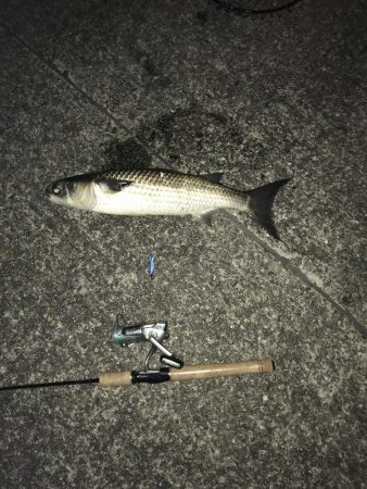 ボラボラボーラ♫