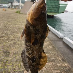 メバリングと根魚狙い！