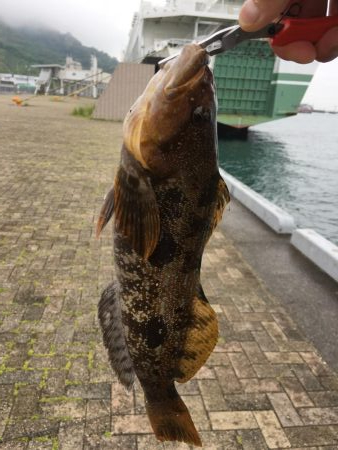 メバリングと根魚狙い！