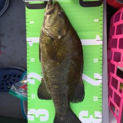 やはりファルケンRベイト