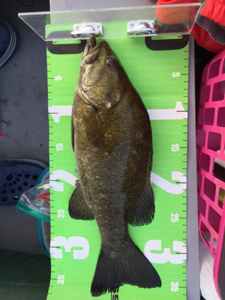 やはりファルケンRベイト