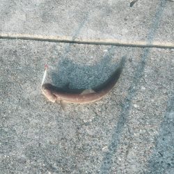 津田南波止で夕練