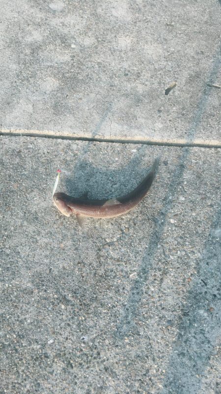 津田南波止で夕練