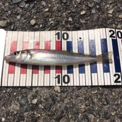 投げ釣りでキス