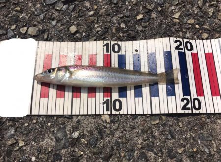 投げ釣りでキス