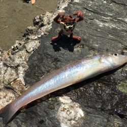 何とか二桁釣れました。