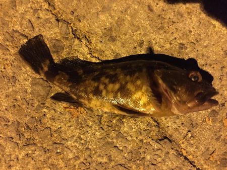 深夜のライトゲーム