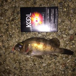 とりあえずメバル