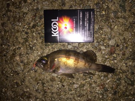 とりあえずメバル