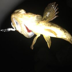 良型！短時間釣行