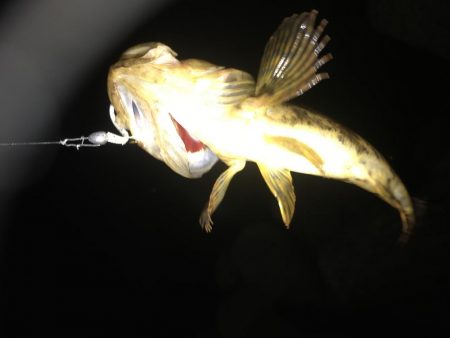 良型！短時間釣行