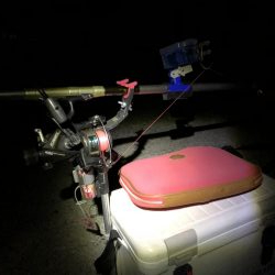 ゴールデンスクウィット