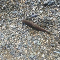 大神子で本命のエソ