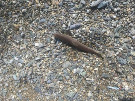 大神子で本命のエソ