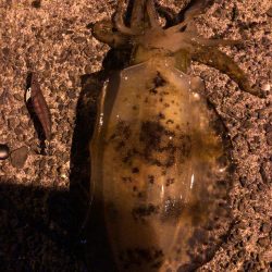 春イカエギング