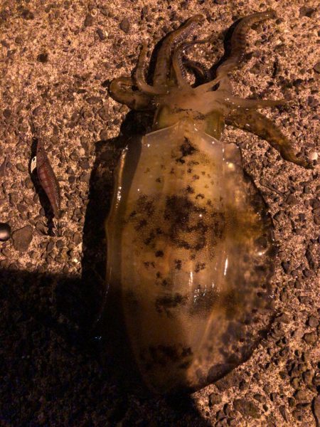 春イカエギング