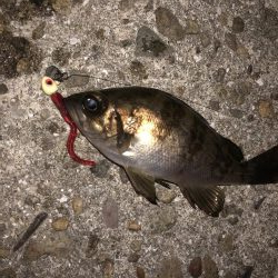 ありゃりゃ？メバリング