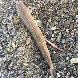 初の青物を求めて！