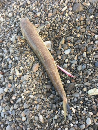 初の青物を求めて！