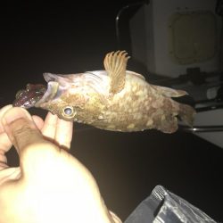 大荒れ後の名港ボートフィッシング!