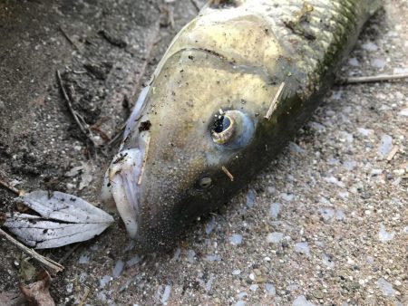 連日ニゴイング