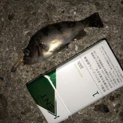 GW強風メバリング