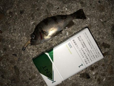 GW強風メバリング