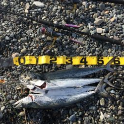 サーフショアジギング