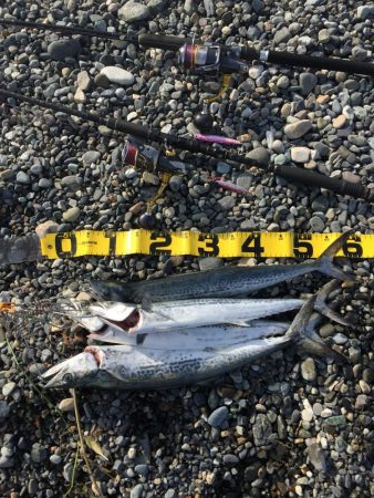 サーフショアジギング