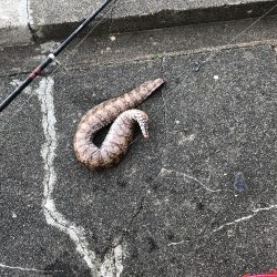 トラウツボゲット