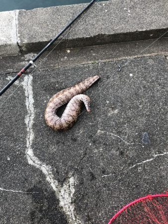 トラウツボゲット