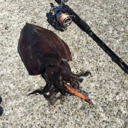 春イカエギングからのガシリング