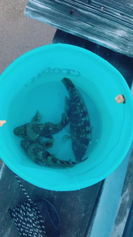 メバルは終わりかなー