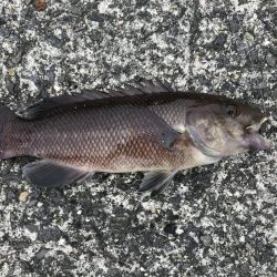 コブダイｊｒ！