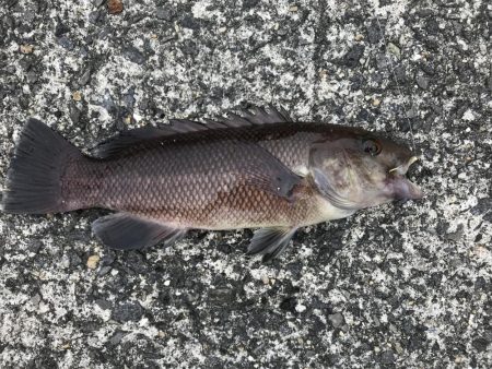 コブダイｊｒ！