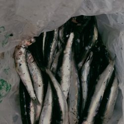 東沖洲でカタクチイワシ