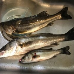 フッコ、セイゴ