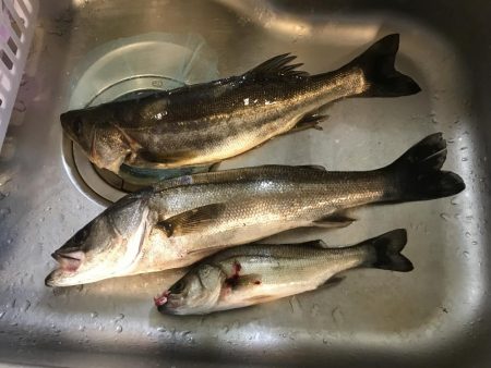 フッコ、セイゴ