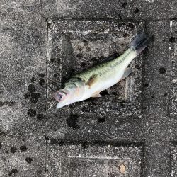 スポーニングバス