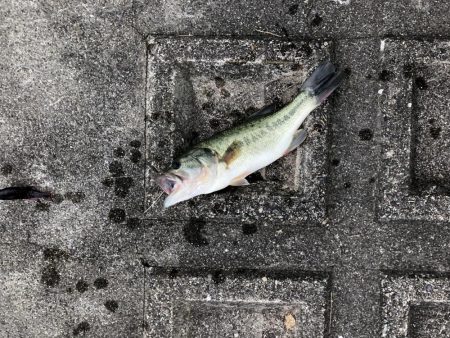 スポーニングバス