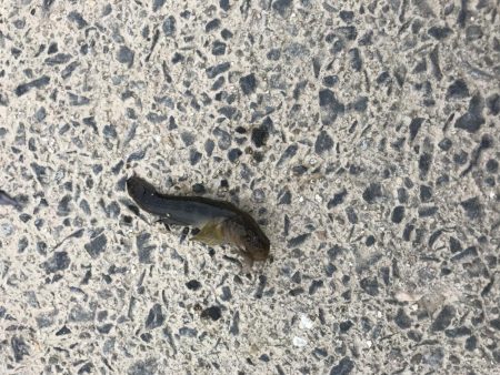 テナガエビ不発