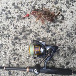 アラカブだー！