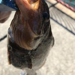 まさかのアイナメ⁈